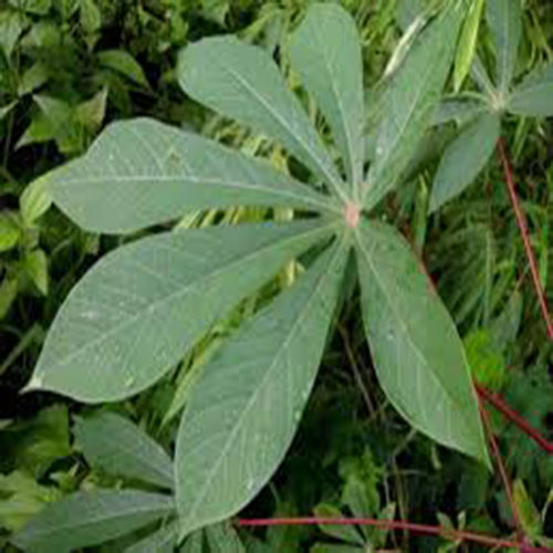 Powder Raw Natural Casava Leaves Meal Dry Place