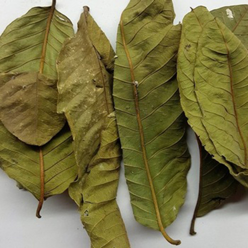 Natural Dried Guava Leaf for Sale
