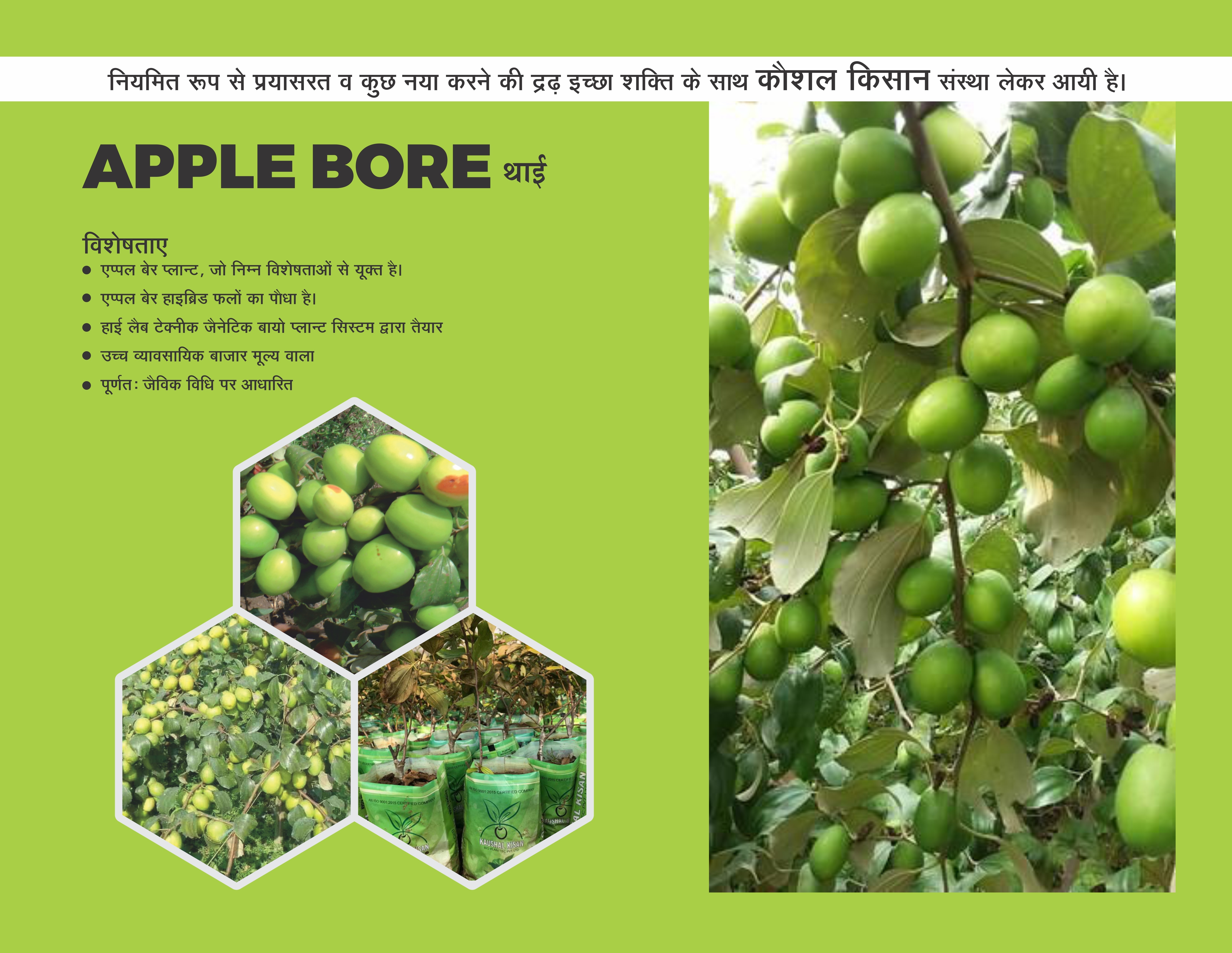 Thai Apple Ber Plant