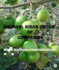 Thai Apple Ber Plant