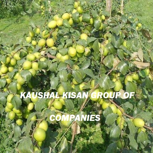 Thai Apple Ber Plant