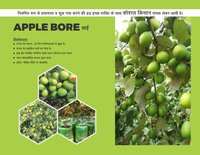 Thai Apple Ber Plant