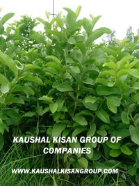 Baraf Khana Guava Plant