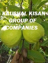 Baraf Khana Guava Plant