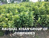 Baraf Khana Guava Plant