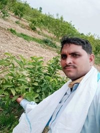 Baraf Khana Guava Plant