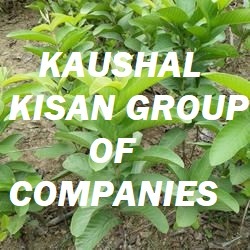 Baraf Khana Guava Plant