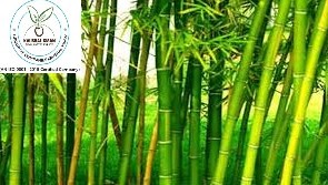 Bamboo Plant