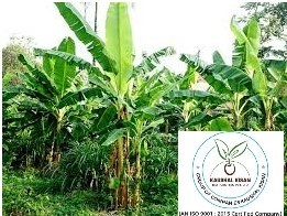 Banana Tissue Culture Plant