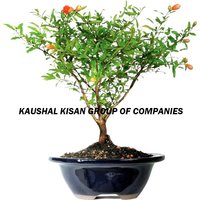 Pomegranate Plant
