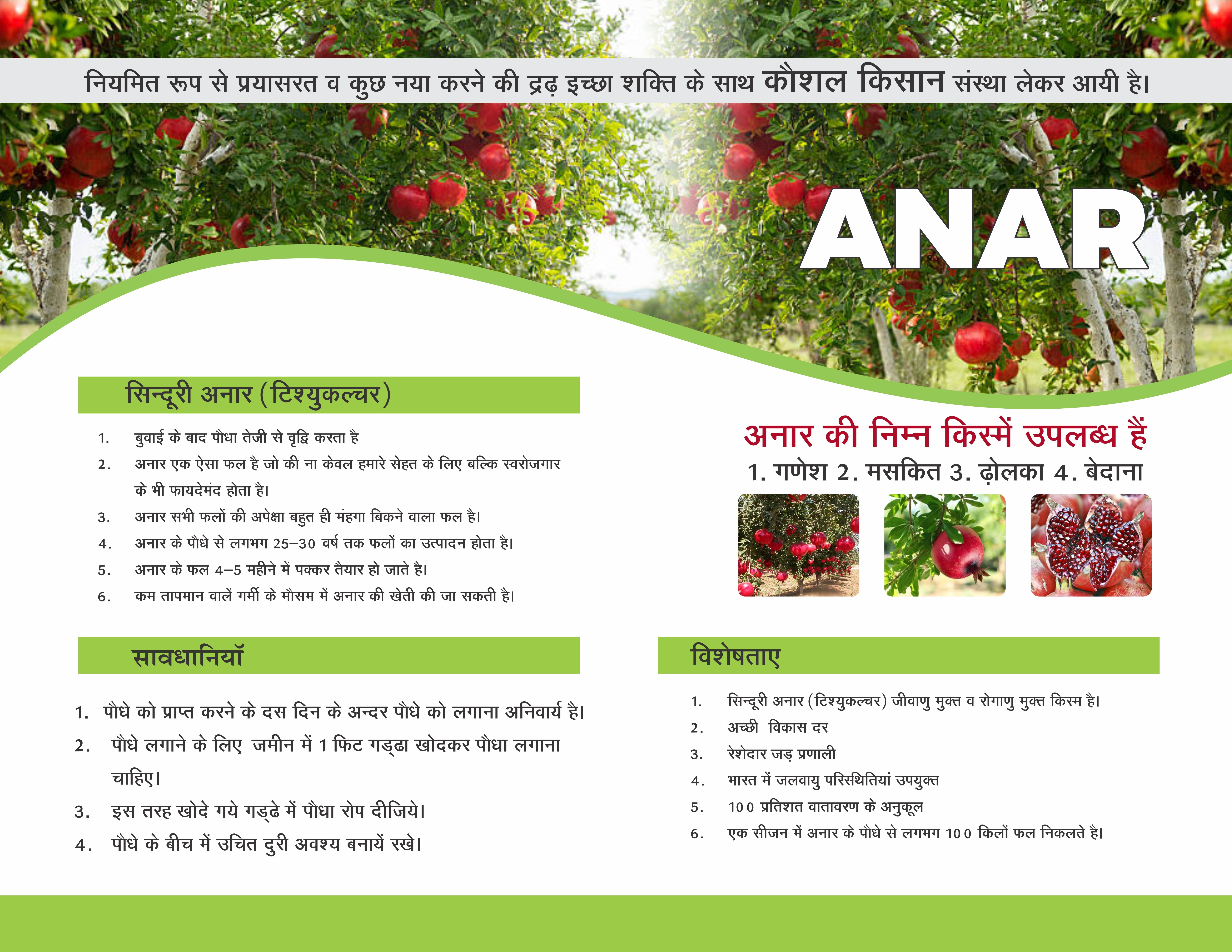 Pomegranate Plant