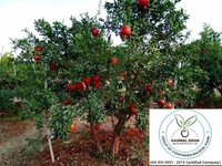 Pomegranate Plant