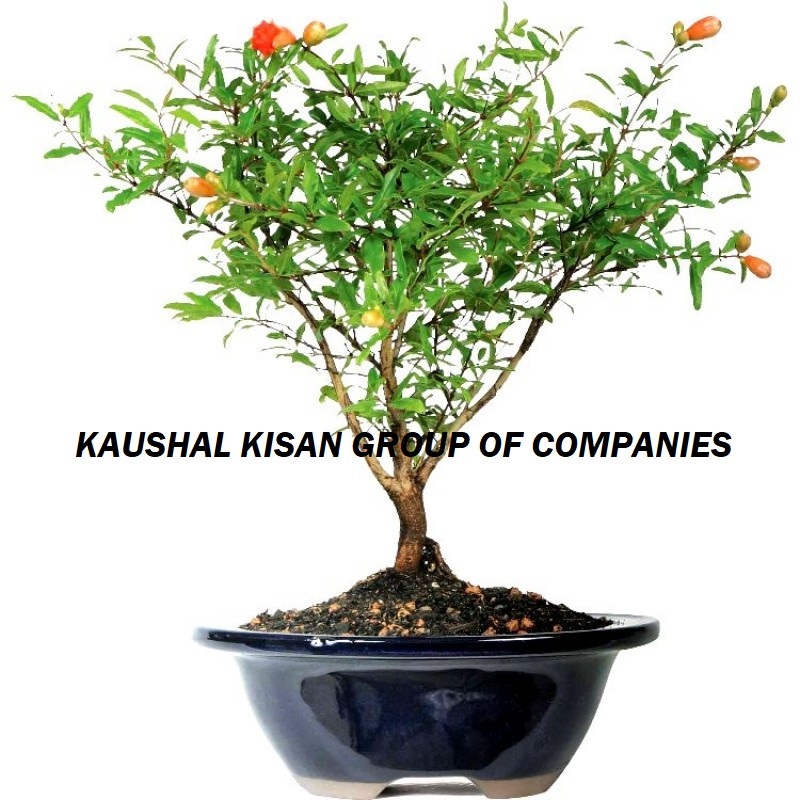 Pomegranate Plant
