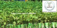 Teak Tissue Culture Plant