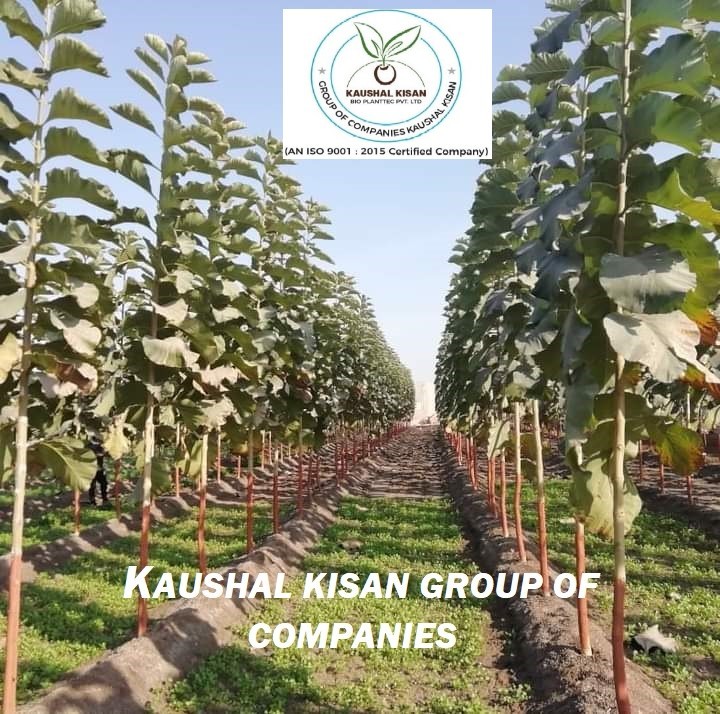 Teak Tissue Culture Plant