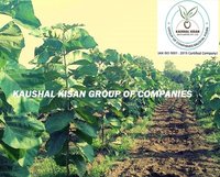 Teak Tissue Culture Plant
