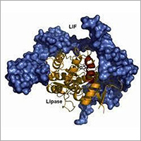 Lipase Enzyme