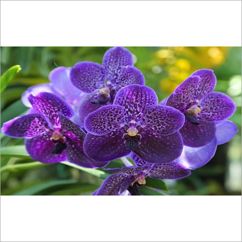 Orchids