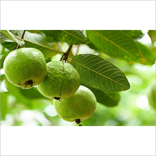 Guava
