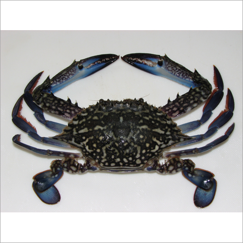 Blue Swimming Crab Portunus Pelagicus