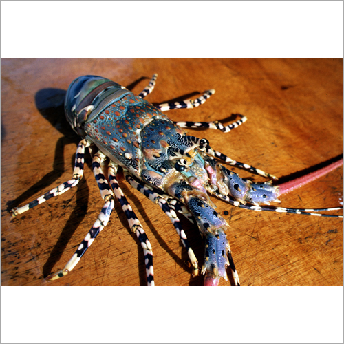 Rock Lobster Panulirus Ornatus