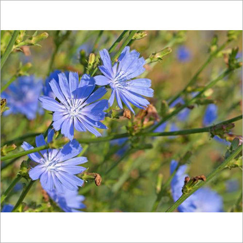 Chicory Trader Chicory Supplier Exporter Malaysia