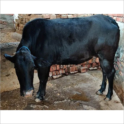 Black Desi Cow