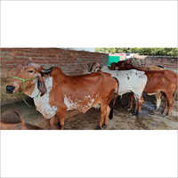 Indian Gir Cow