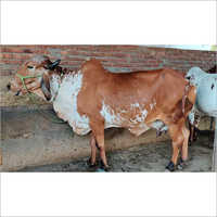 Pure Gir Cow