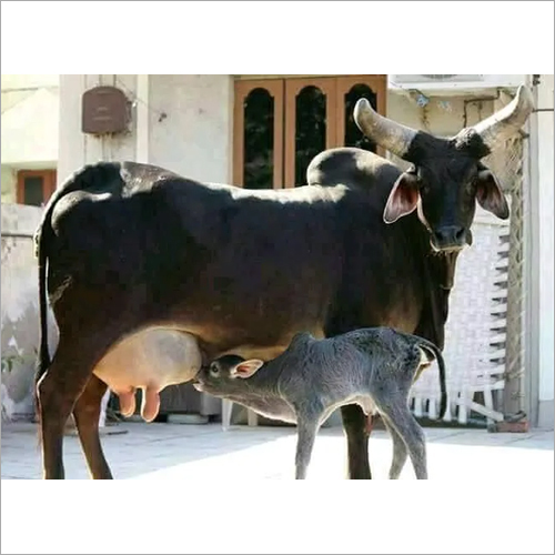 Kankrej Cow