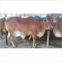 Pure Sahiwal Cow