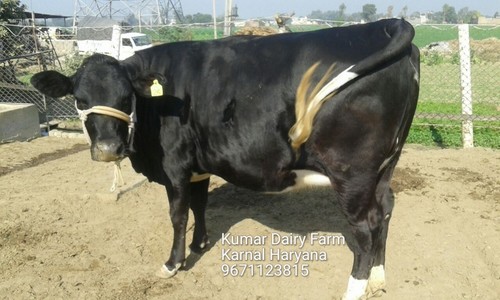hf Cow Supplier in Kranal - Various Ages, Customized Diet | Expert Care, High Milk Yield, Well-Bred, Nutritious, Managed Health