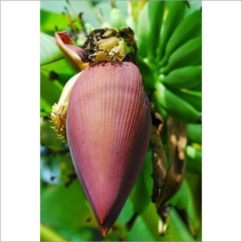 Banana Flower