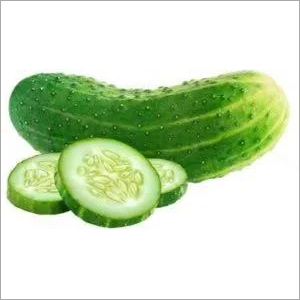 Fresh Cucumber By TRIDENT GLOBAL EXPORT SERVICES