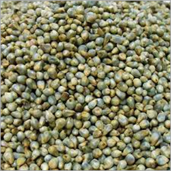 Bajra Seed By TRIDENT GLOBAL EXPORT SERVICES