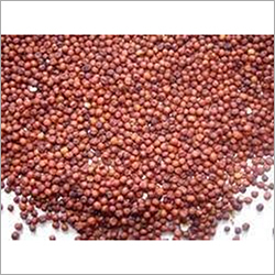 Ragi Seeds