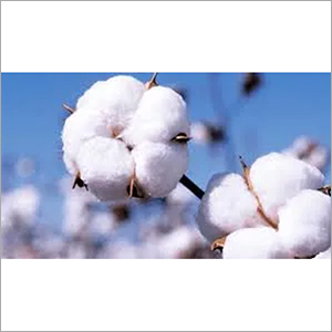 Natural Raw Cotton By TRIDENT GLOBAL EXPORT SERVICES