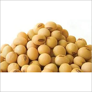 Fresh Soyabean By TRIDENT GLOBAL EXPORT SERVICES