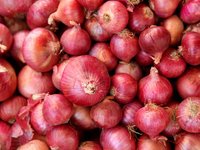 Fresh Onions - Medium Round Red Onions | Firm Texture, Bulk Packaging, Export Quality