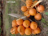 Yellow Coconut - A-grade Whole Young Coconut | Fresh, Smooth Texture, Naturally Pesticide-free, Rich In Antioxidants, Promotes Digestive Health