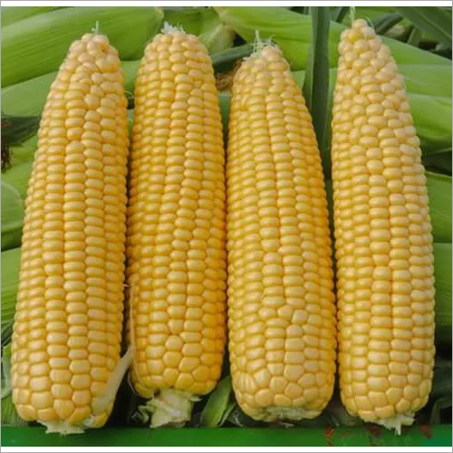 Yellow Corn Cob By I INTERNATIONAL