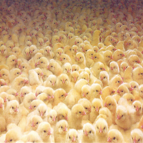 Broiler Chicks