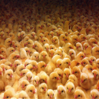 Broiler Chicks
