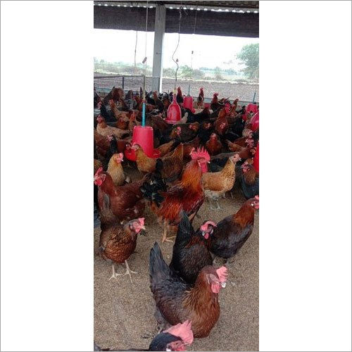 Poultry Farm Chicks