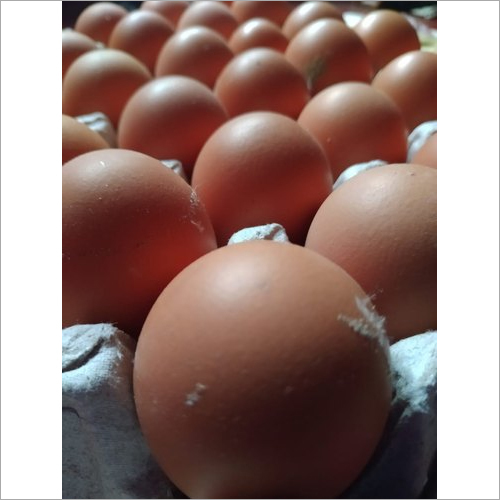 BV380 Hen Eggs