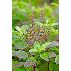 Basil Leaves at Best Price in Mira Bhayandar Maharashtra Hara