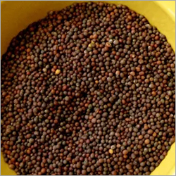 Black Mustard Seeds