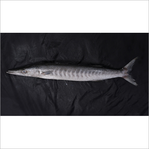 Barracuda Fish