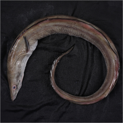 Eel Fish