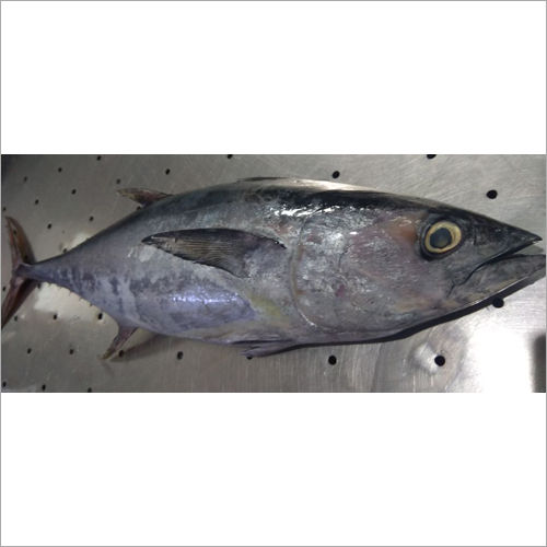 Long Tail Tuna Fish